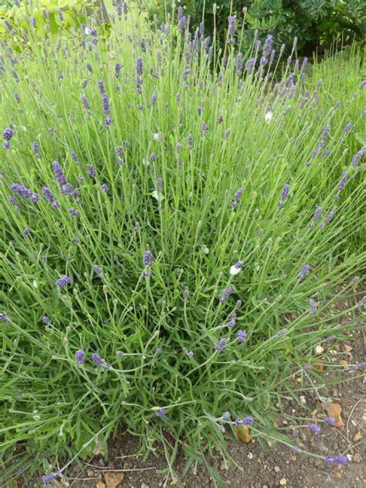 Is Lavandula pinnata edible