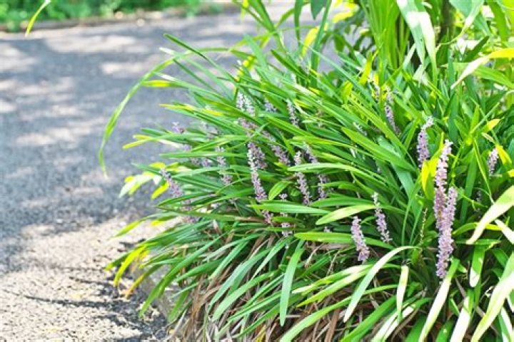 Is Lilyturf annual or perennial