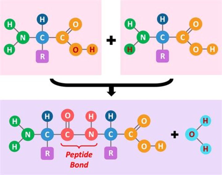 Is peptide bond formation Endergonic