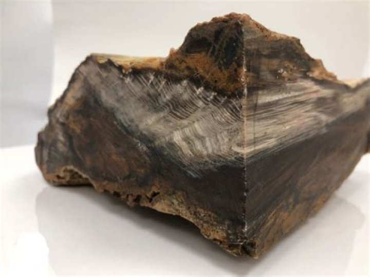 Is petrified wood a metamorphic rock