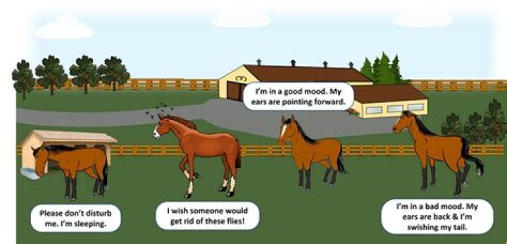 Is Roundup safe around horses