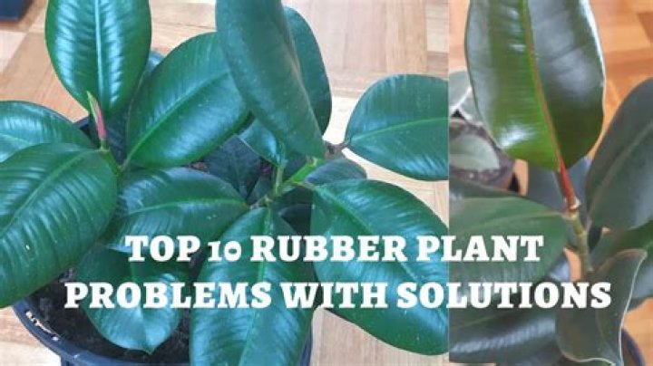 Is rubber tree plant poisonous to dogs