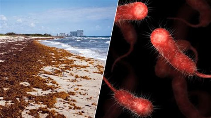 Is Sargassum the same as red tide