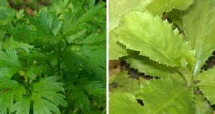 Is Shadow Benny the same as cilantro