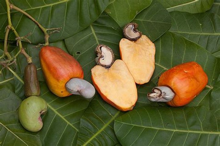 Is the fruit of a cashew edible