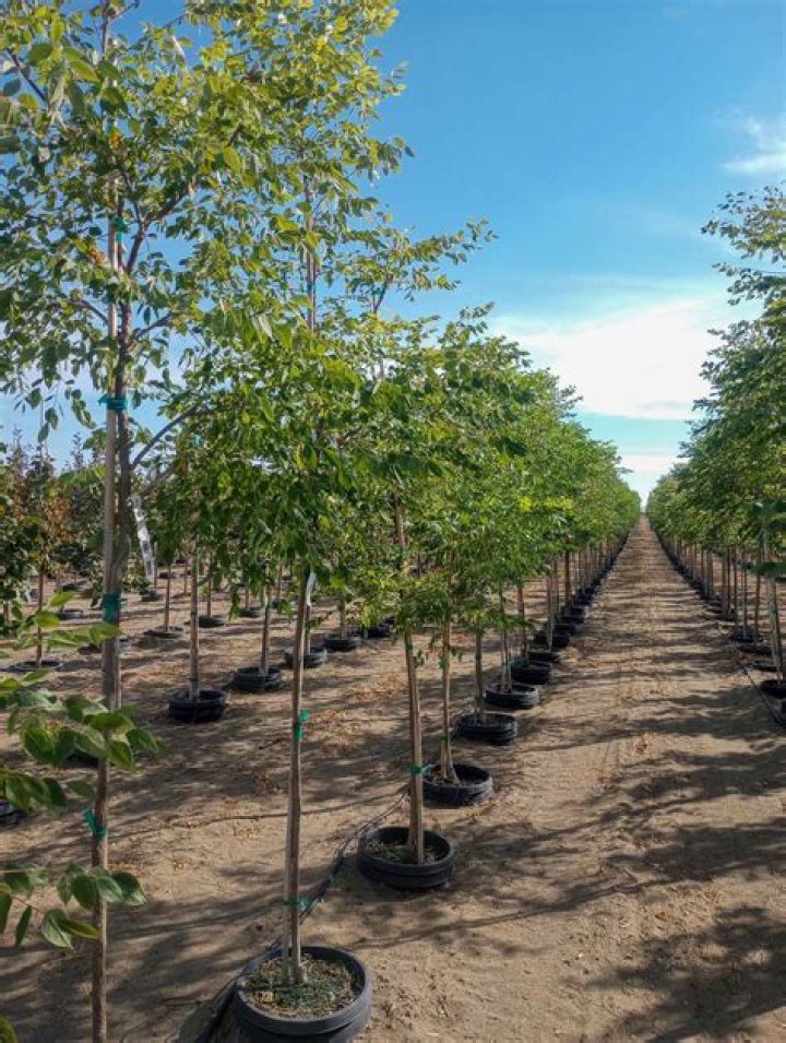Is the Kentucky coffee tree edible
