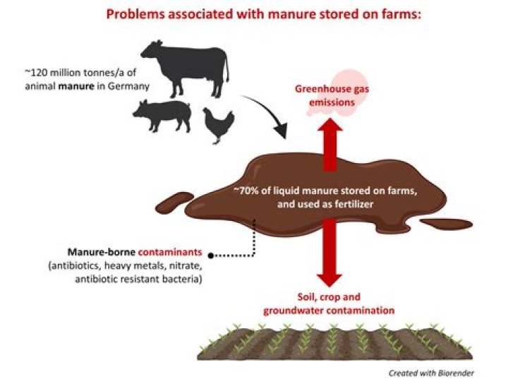 Is the smell of manure harmful