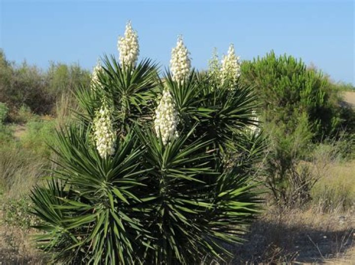 Is the Spanish bayonet plant poisonous