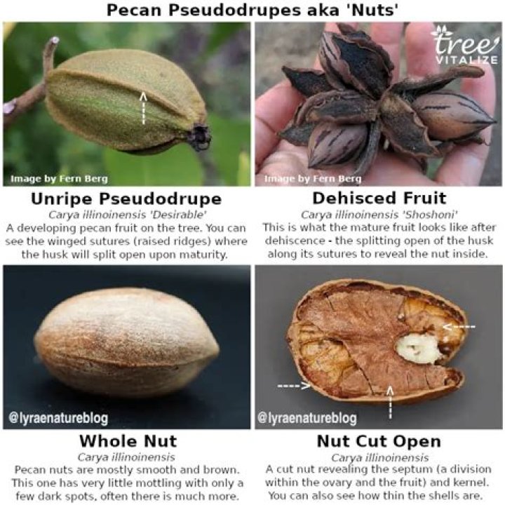 Is there a male and female pecan tree