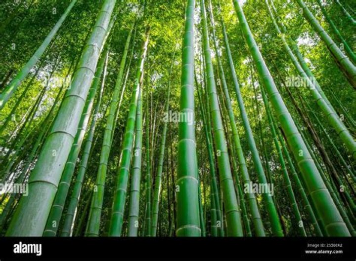 Is there bamboo in Japan