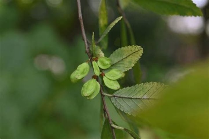 Is Ulmus parvifolia deciduous