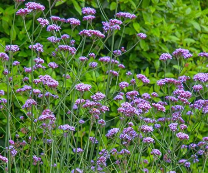 Is Verbena a pollinator