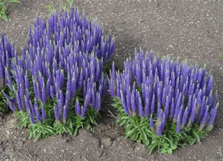 Is Veronica spicata deer resistant