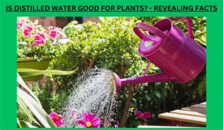 Is warm water good for flowers