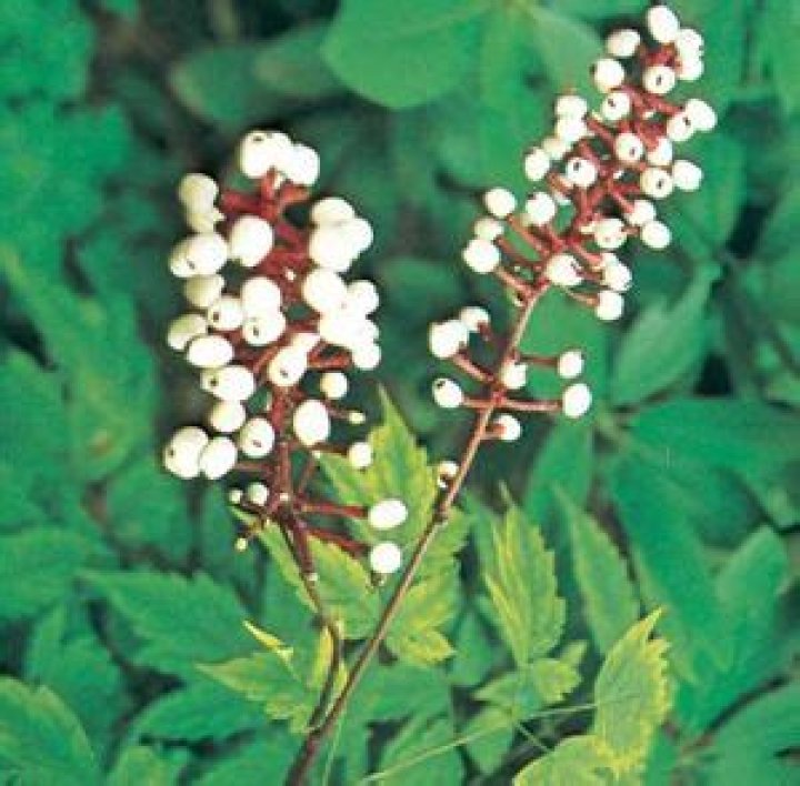 Is White baneberry poisonous