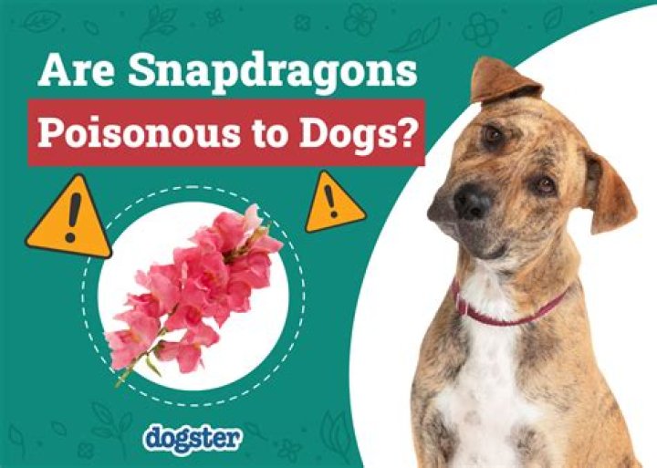 Is wild cucumber poisonous to dogs