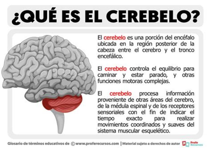 ¿Qué es el cerebro y el cerebelo