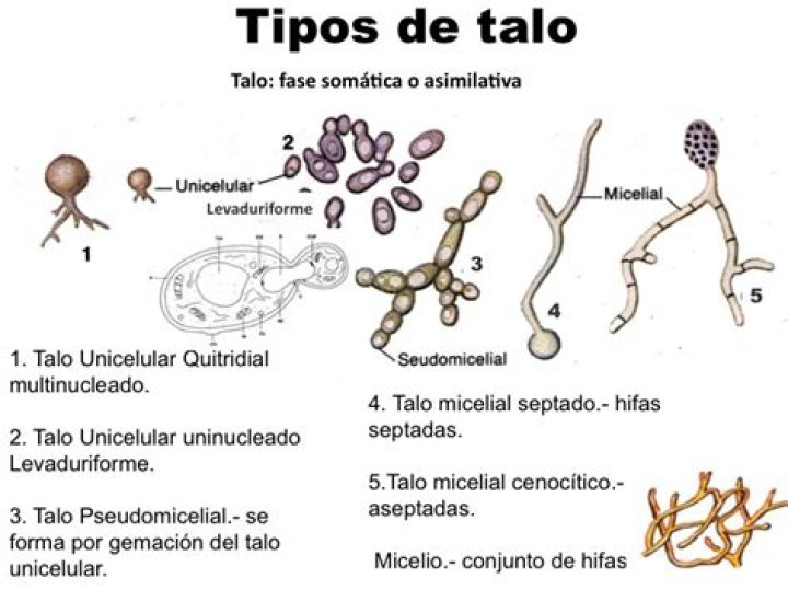 ¿Qué es el talo de un hongo