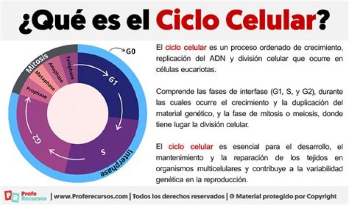 ¿Qué es la reproduccion celular resumen