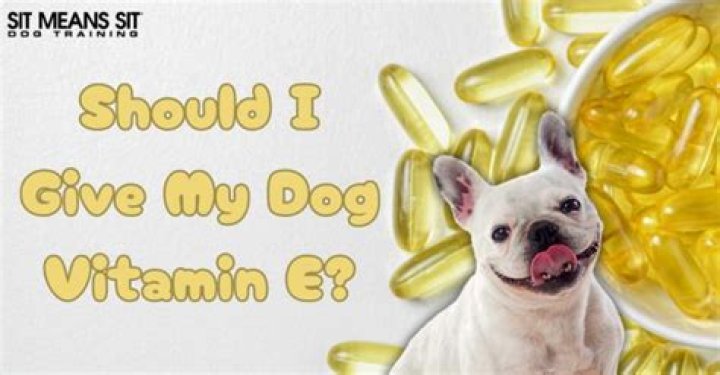 Should I give my dog vitamin E