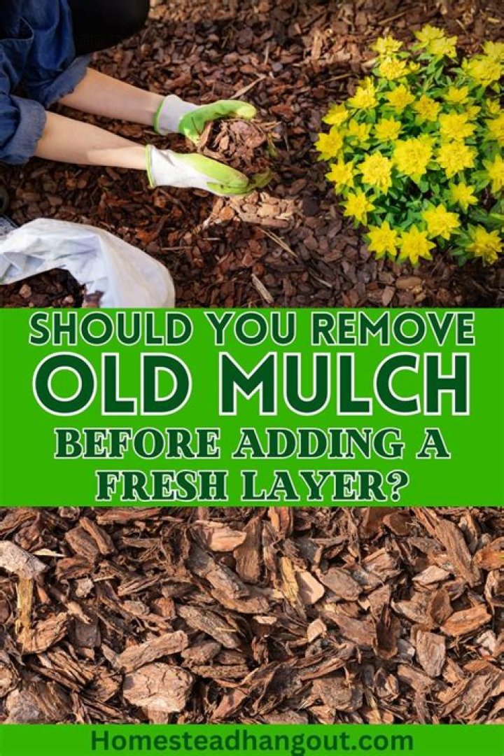 Should you rake up old mulch