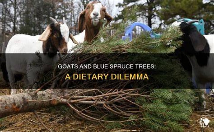 What animals eat blue spruce trees