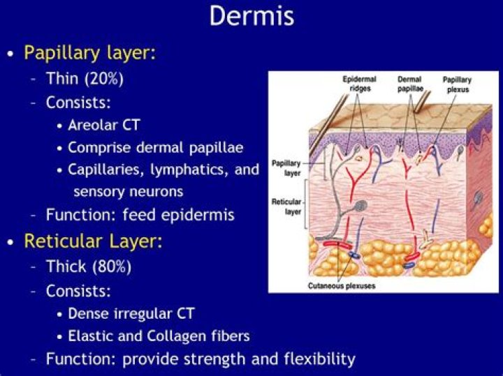 What are 2 layers of the dermis