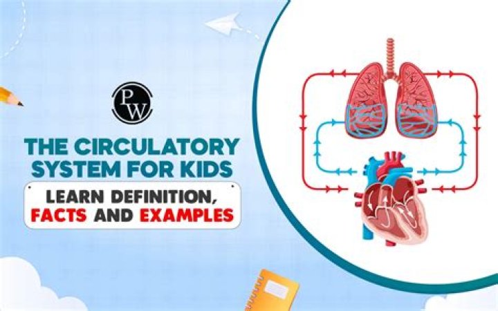 What are 3 facts about the circulatory system