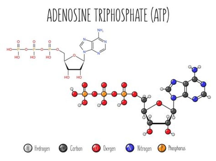 What are 3 parts of an ATP molecule