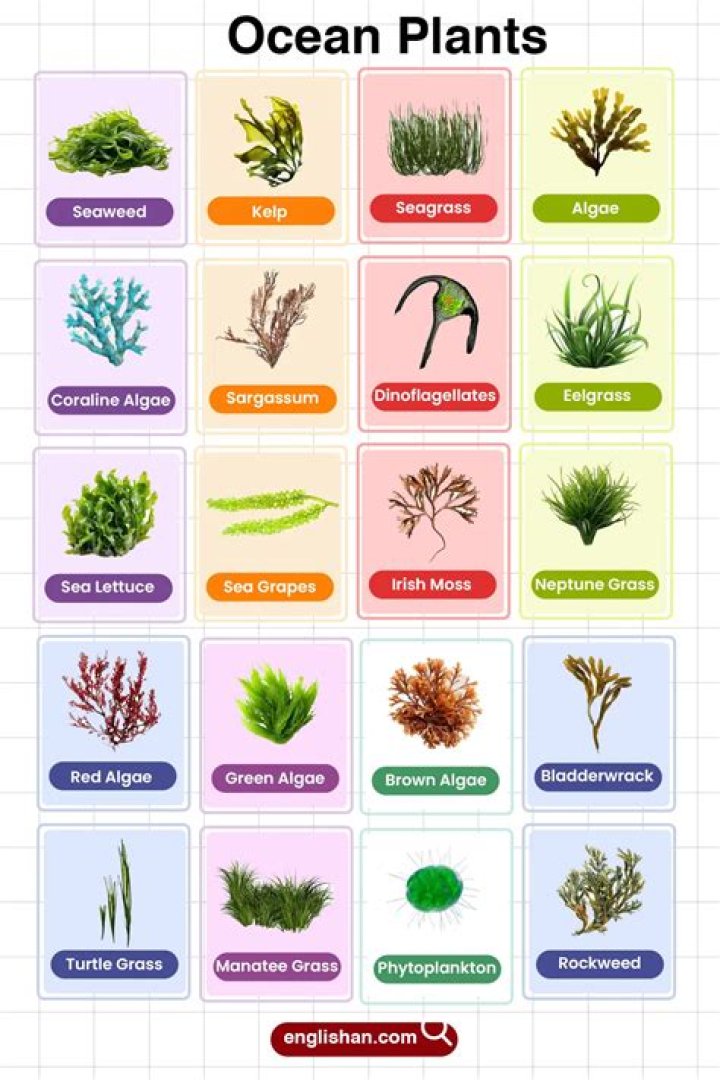 What are 5 plants in the ocean