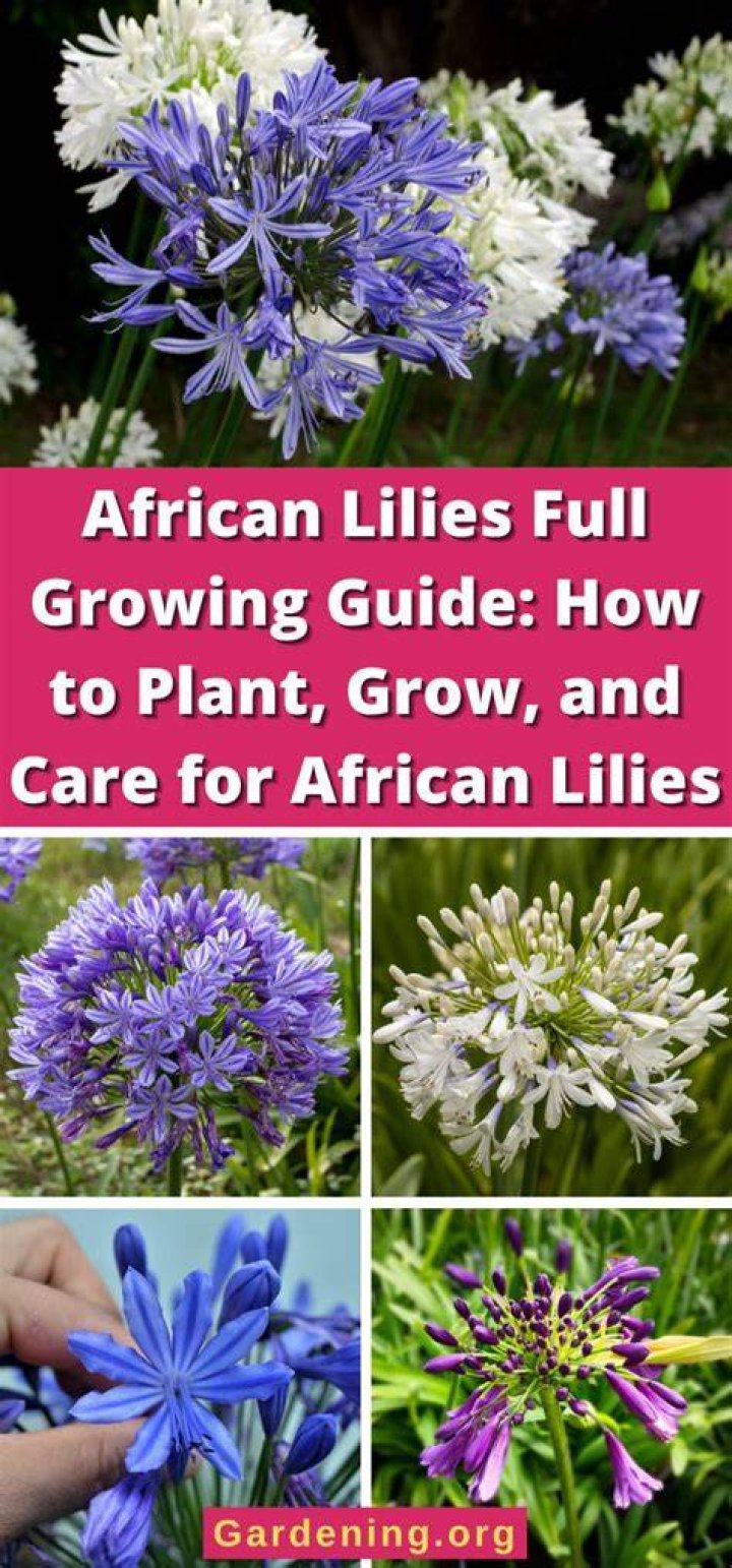 What are African lilies called