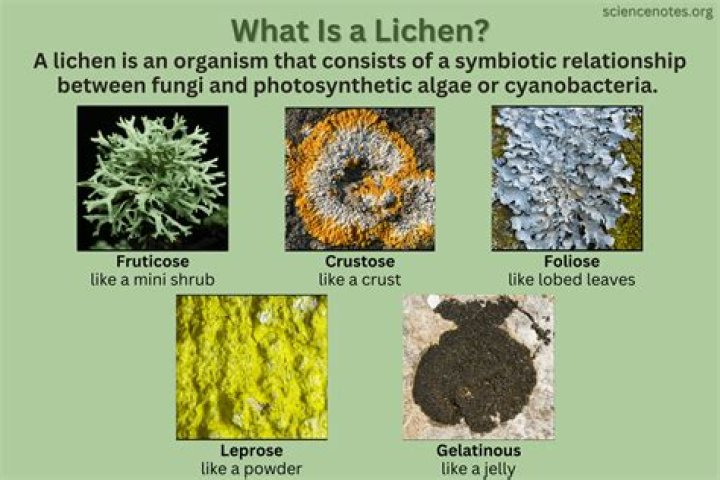 What are characteristics of lichens