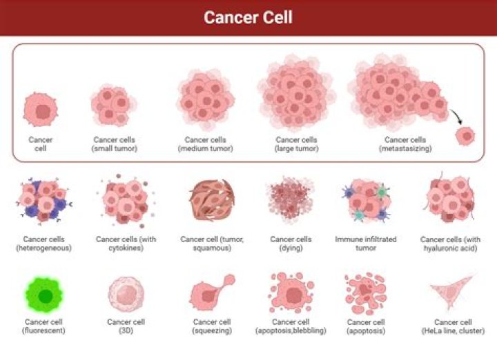 What are four characteristics behaviors of all cancer cells