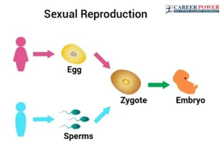 What are some examples of reproduction