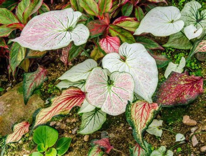 What are tender plants