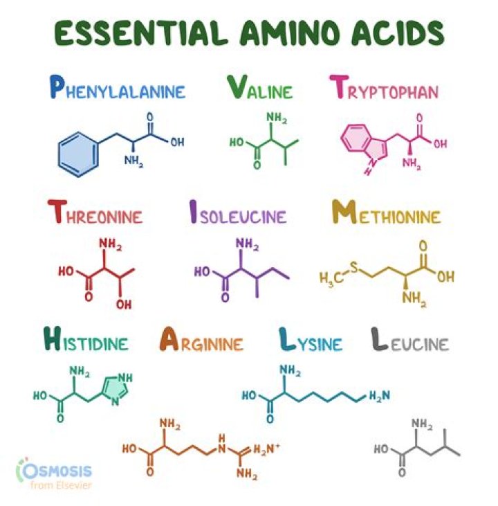 What are the 12 non essential amino acids