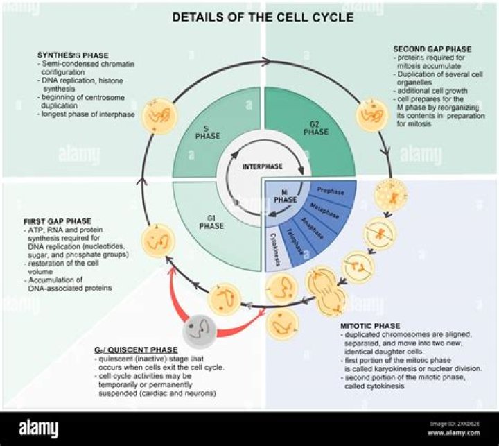 What are the 2 main parts of the cell cycle and what is happening to the cell in each stage