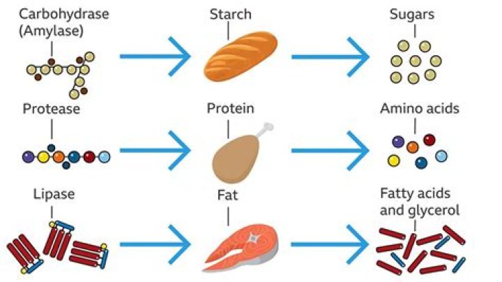 What are the 3 types of large food molecules that are broken down by the digestive system