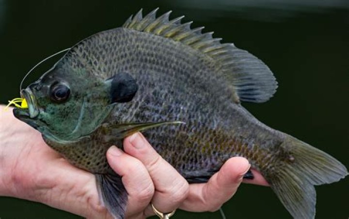 What are the black spots on bluegills