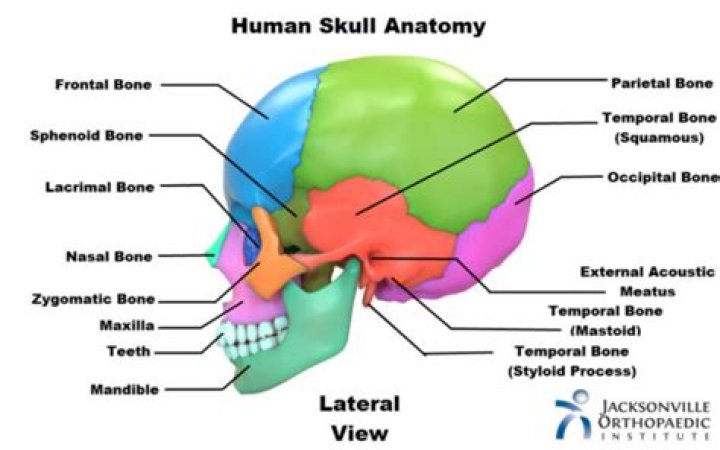 What are the bones of the skull
