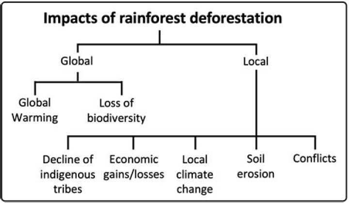What are the consequences of rainforest deforestation