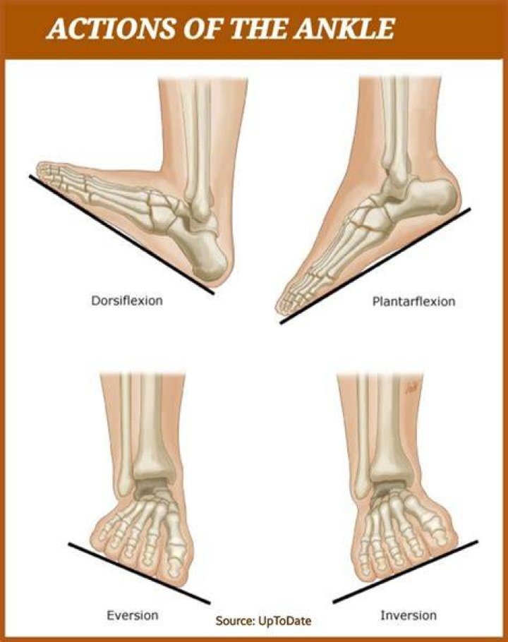 What are the four movements of the ankle joint