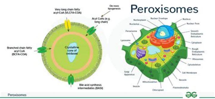 What are the functions of peroxisomes