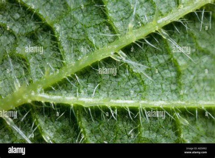 What are the hairs on leaves called