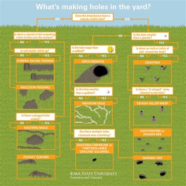 What are the holes in my garden