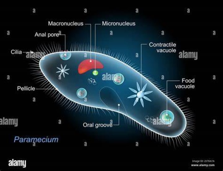 What are the parts of paramecium