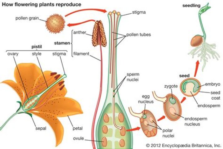 What are the reproductive parts of flowers