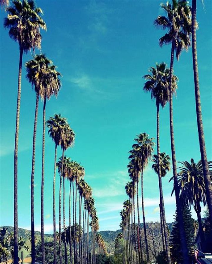What are the tall palm trees in California