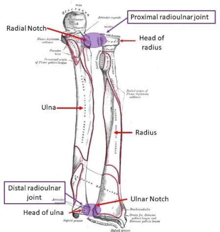 What are the two bone markings that form the distal radioulnar joint