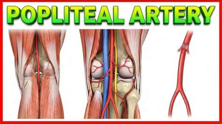 What are the two branches of the popliteal artery found in the leg